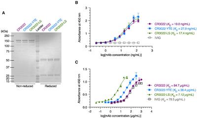 Impact of mAb-FcRn affinity on IgG transcytosis across human well-differentiated airway epithelium